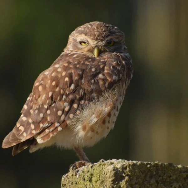 Cirurgia em aves