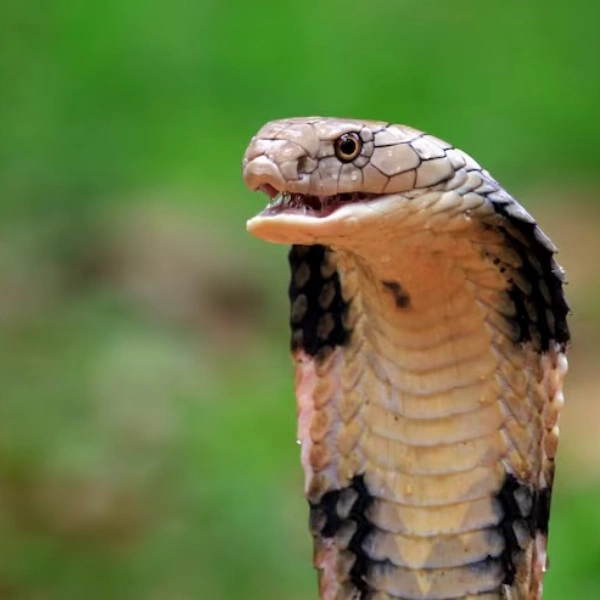 Clínica de animais silvestres em Campo Grande RJ