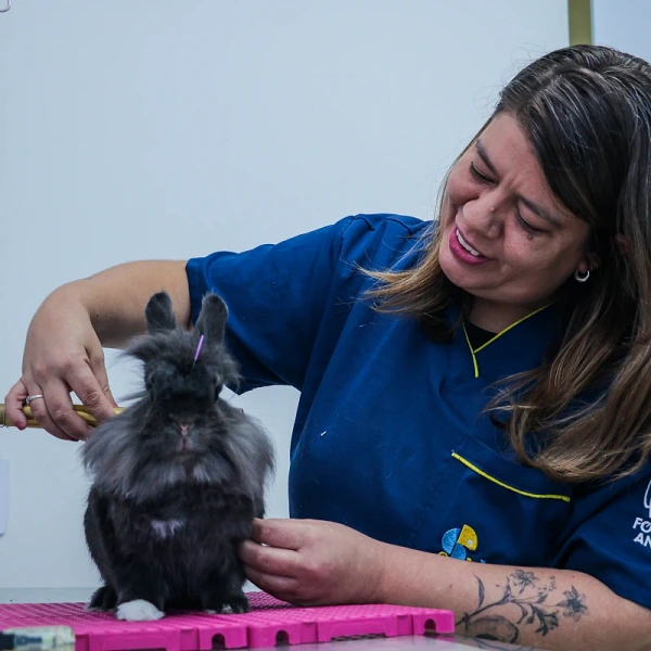Imagem ilustrativa de Clínica veterinária de animais exóticos