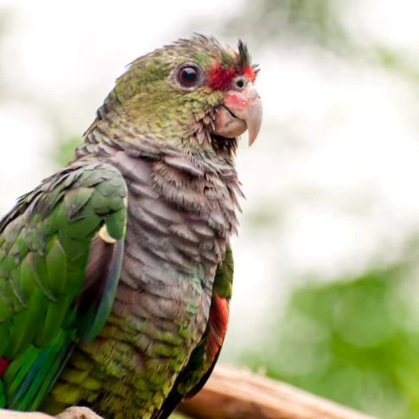 Clínica veterinária para aves