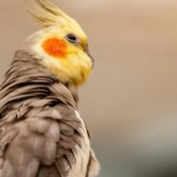 Clínica veterinária de aves silvestres
