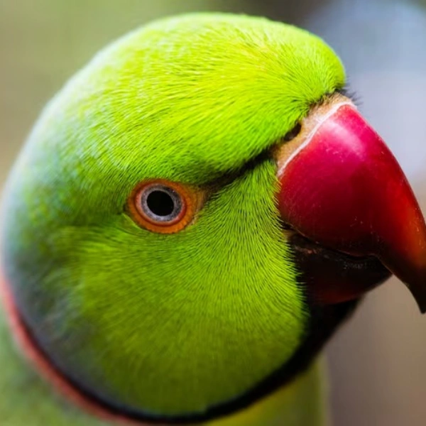 Clínica veterinária especializada em aves
