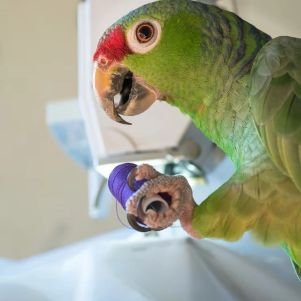 Clínica veterinária de pássaros