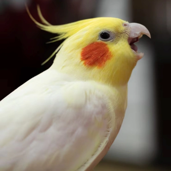 Clínica veterinária que atende aves