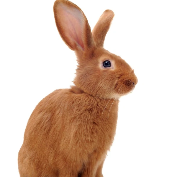 Emergência para coelhos