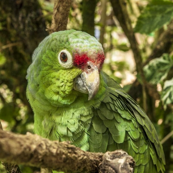 Especialista em aves