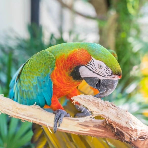 Especialista em aves em Campo Grande RJ