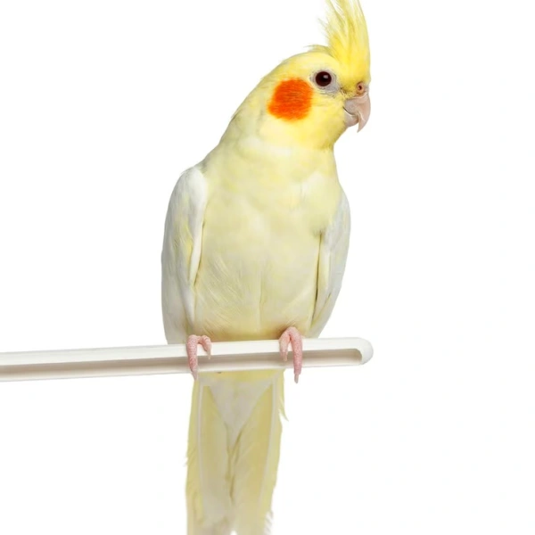 Especialista em aves silvestres