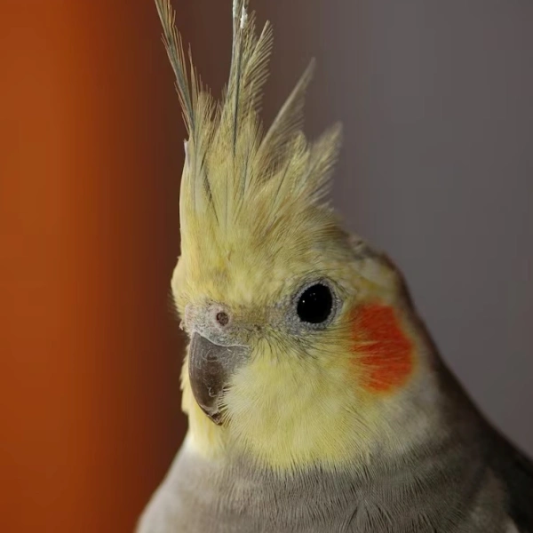 Hospital veterinário para aves