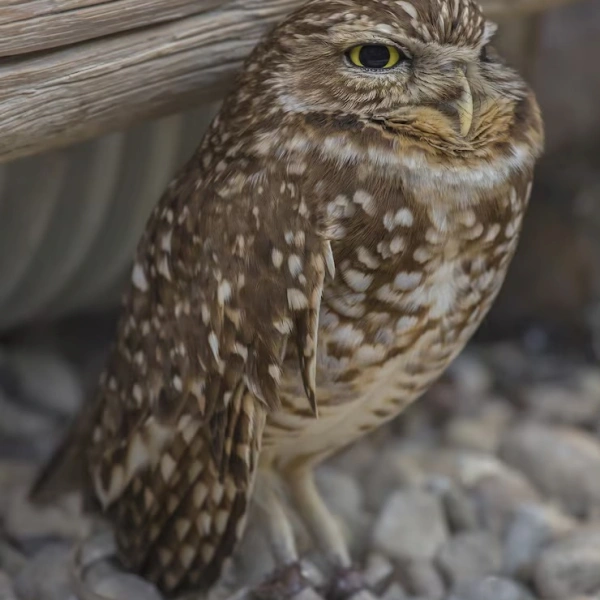 Medico de aves