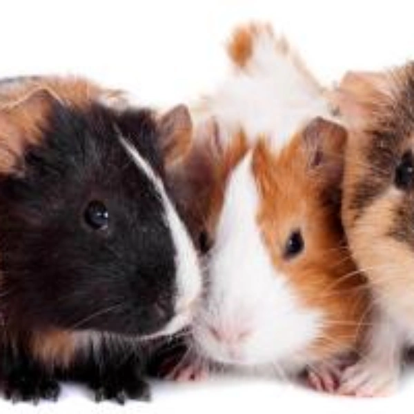 Odontologia para animais na Baixada Fluminense