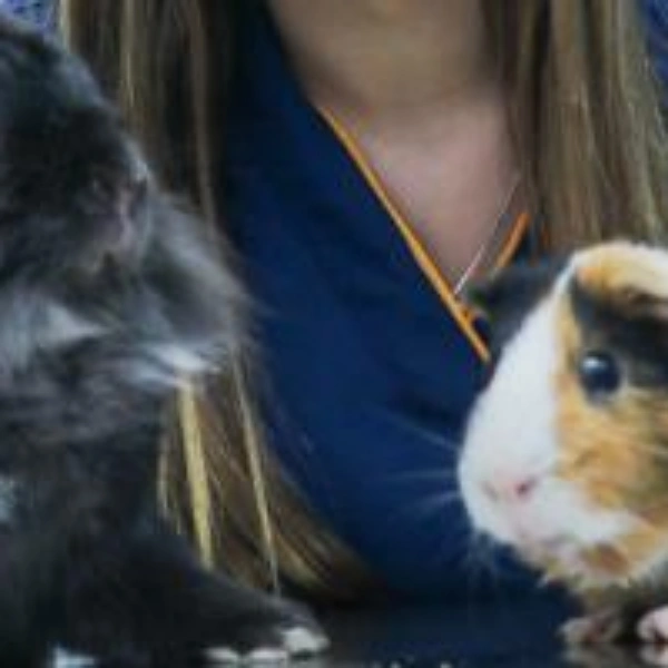 Odontologia para animais no Rio de Janeiro