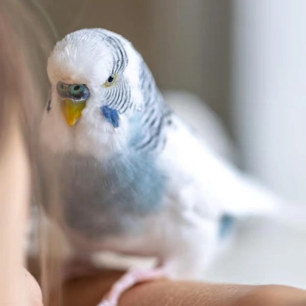 Ortopedista para aves