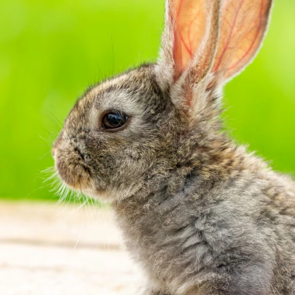 Ortopedista para coelhos​