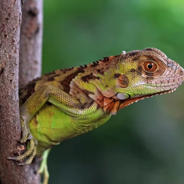 Pet shop para exoticos em Bangu