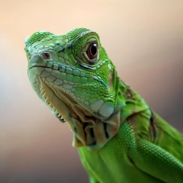 Pet shop para exoticos em Campo Grande RJ