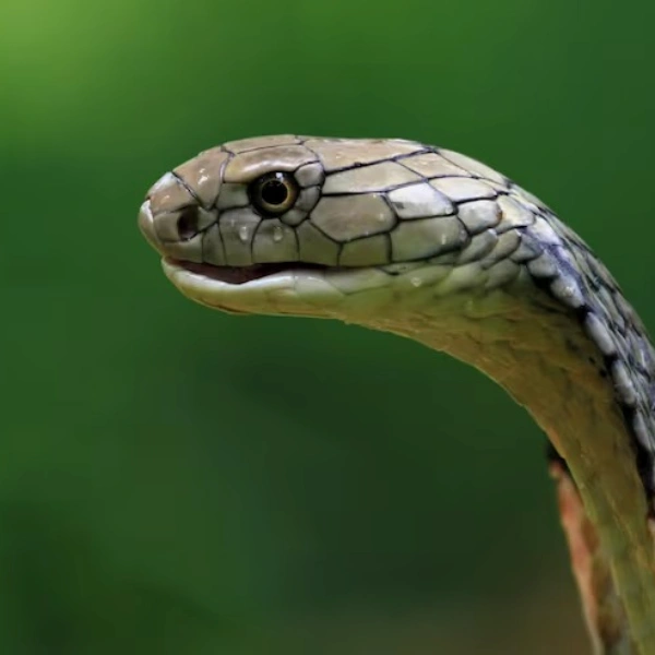 Raio x de cobra