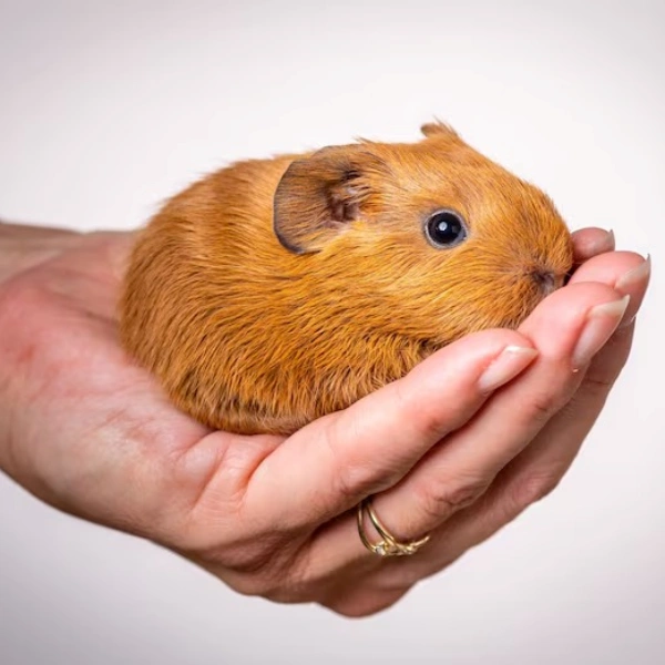 Raio x de porquinho da índia preço