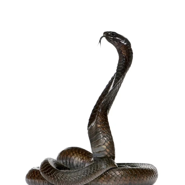 Veterinária de animais selvagens