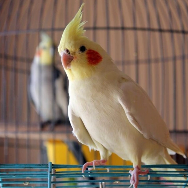 Veterinário de aves perto de mim