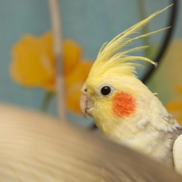 Veterinário para calopsita perto de mim