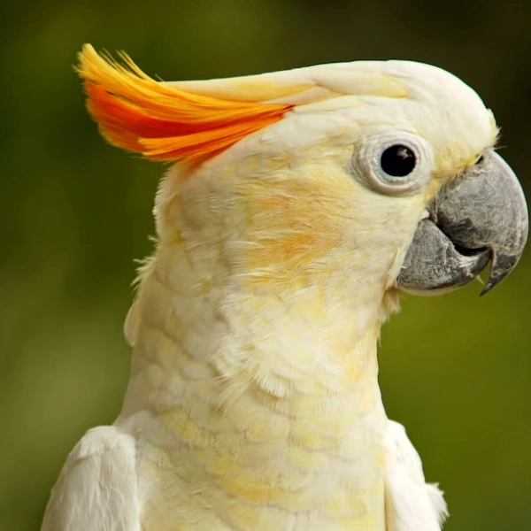 Veterinário para calopsita rj