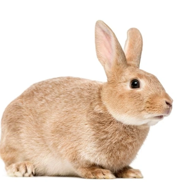 Veterinário para coelhos rj