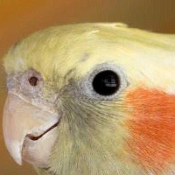 Veterinário especialista em aves na Baixada Fluminense