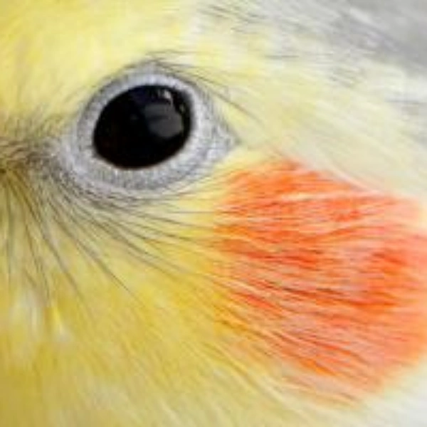Veterinário especialista em aves no Rio de Janeiro