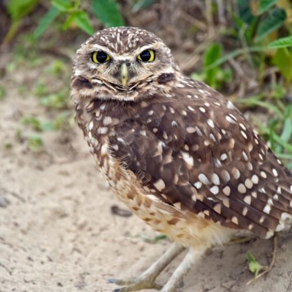 Veterinario especializado em aves