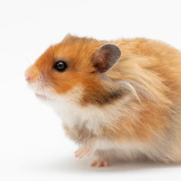 Veterinário hamster rj