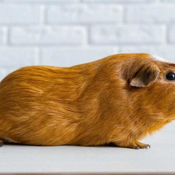 Veterinário para porquinho da índia em Campo Grande RJ