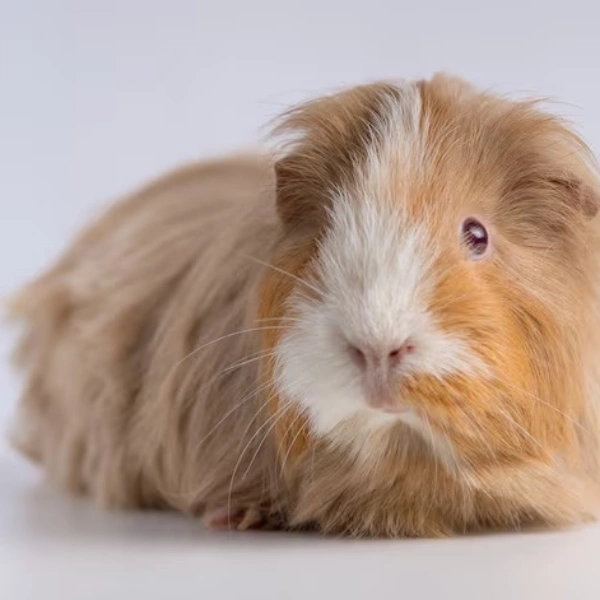 Veterinário para porquinho da índia preço