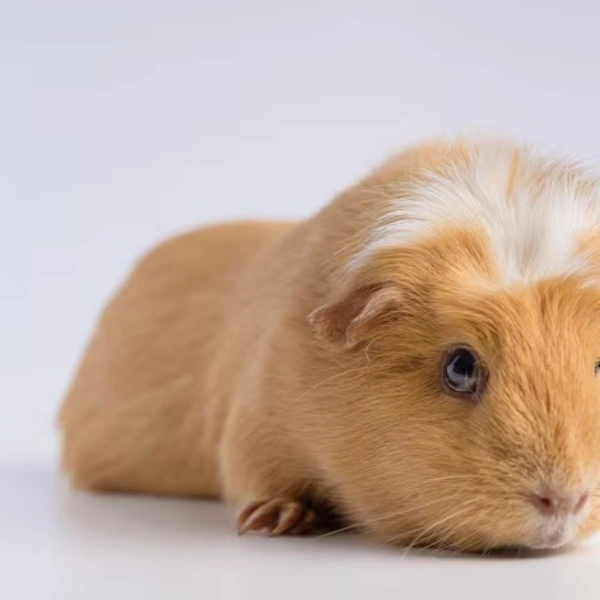 Veterinário que atende porquinho da índia