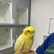 Depoimento de Rafaela Peon